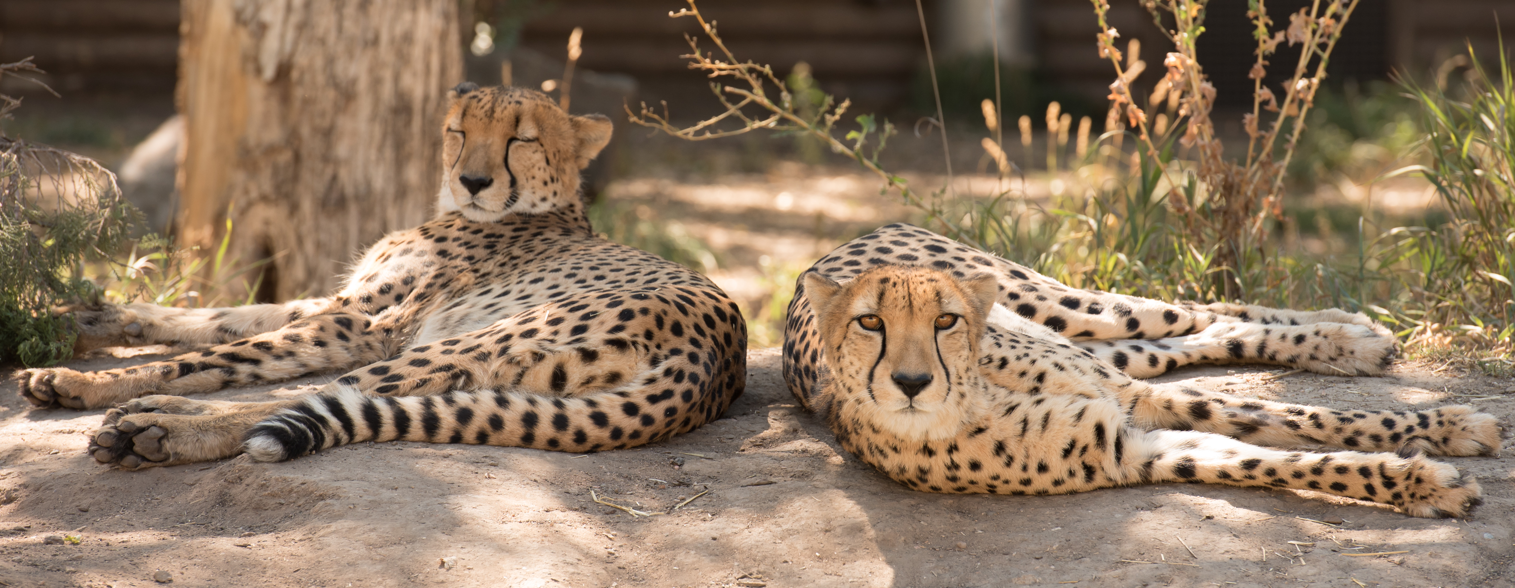 Two Cheetahs Laying in the Sun